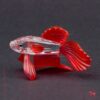 Siamese vechtvis rood