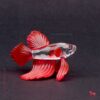 Siamese vechtvis rood - Afbeelding 3